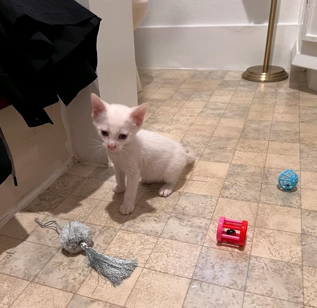 Enlarge Bread, an adopted Domestic Short Hair in Reno, NV image 5/6