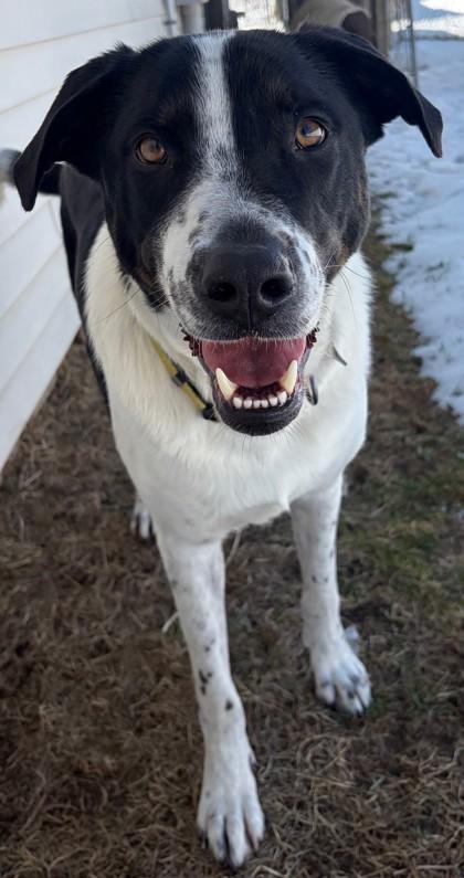 Enlarge Luca, a Adoptable mixed breed in Baraboo, WI image 1/3