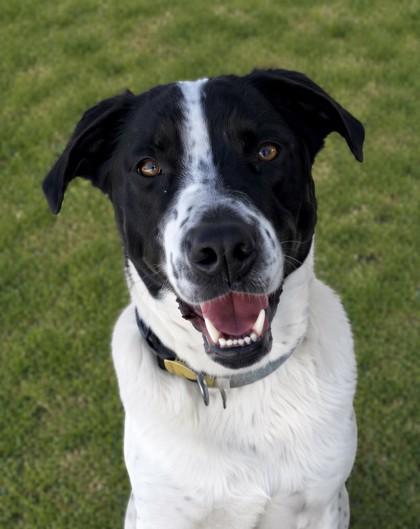 Enlarge Luca, a Adoptable mixed breed in Baraboo, WI image 2/3