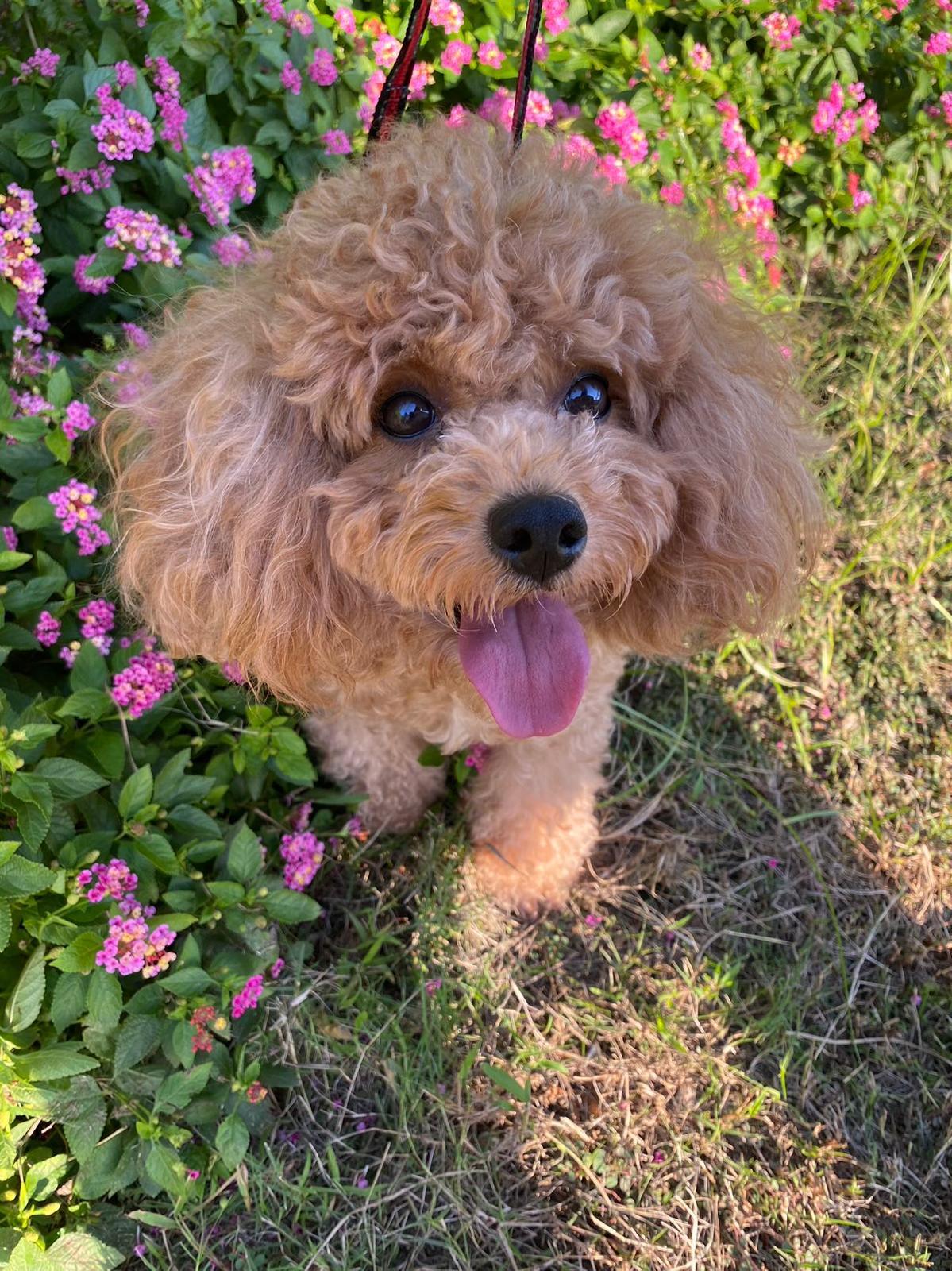 Enlarge Bonnie, an adopted Miniature Poodle in Markham, ON image 2/4