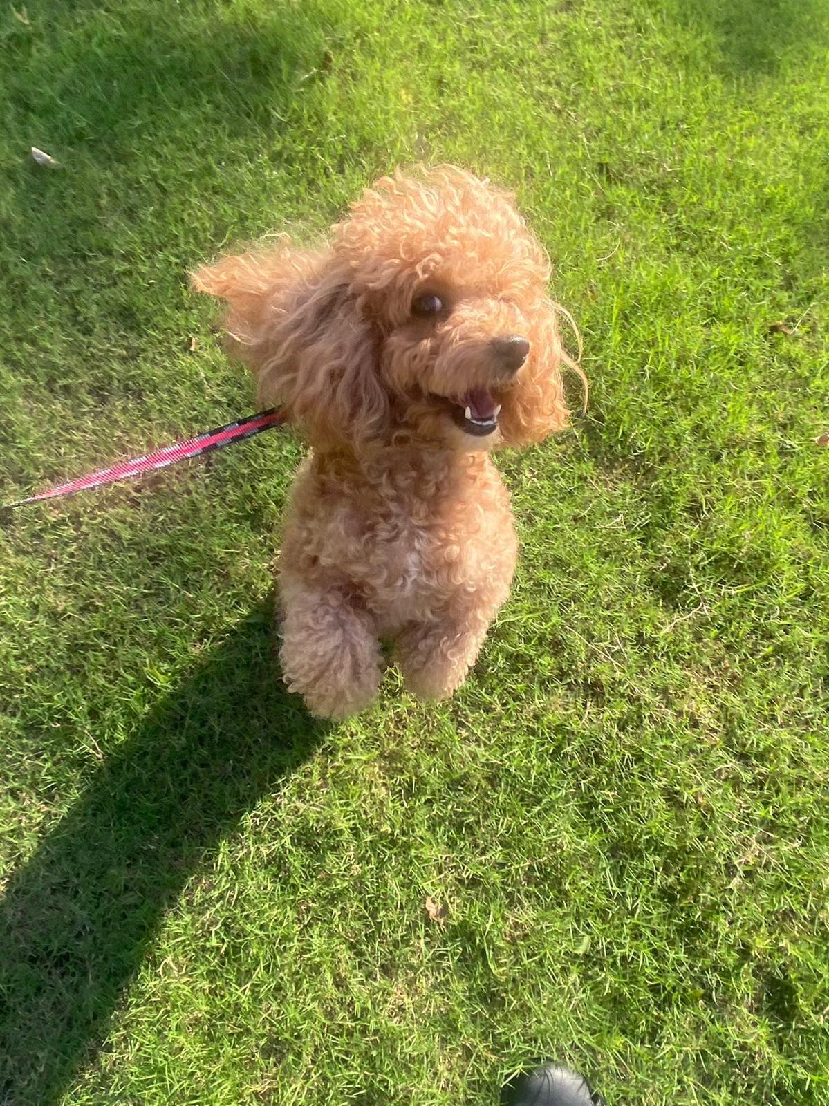 Enlarge Bonnie, an adopted Miniature Poodle in Markham, ON image 4/4