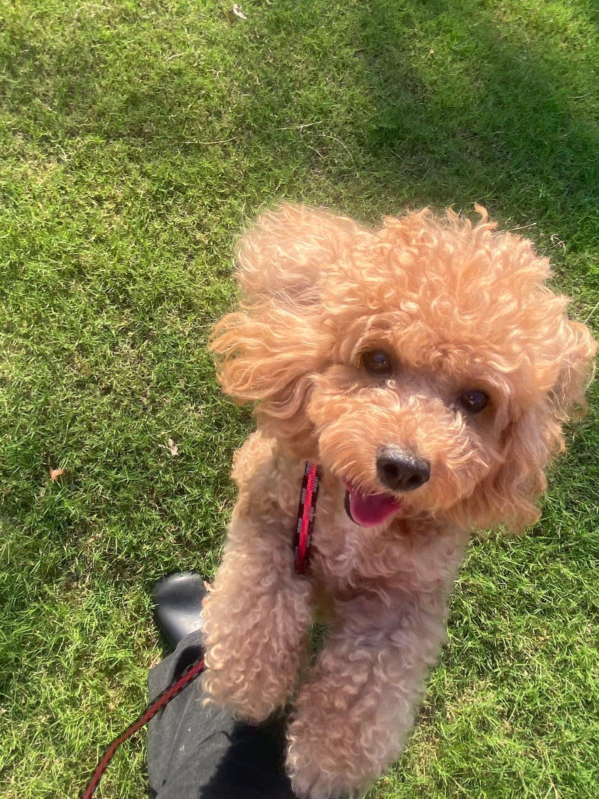 Enlarge Bonnie, an adopted Miniature Poodle in Markham, ON image 1/4