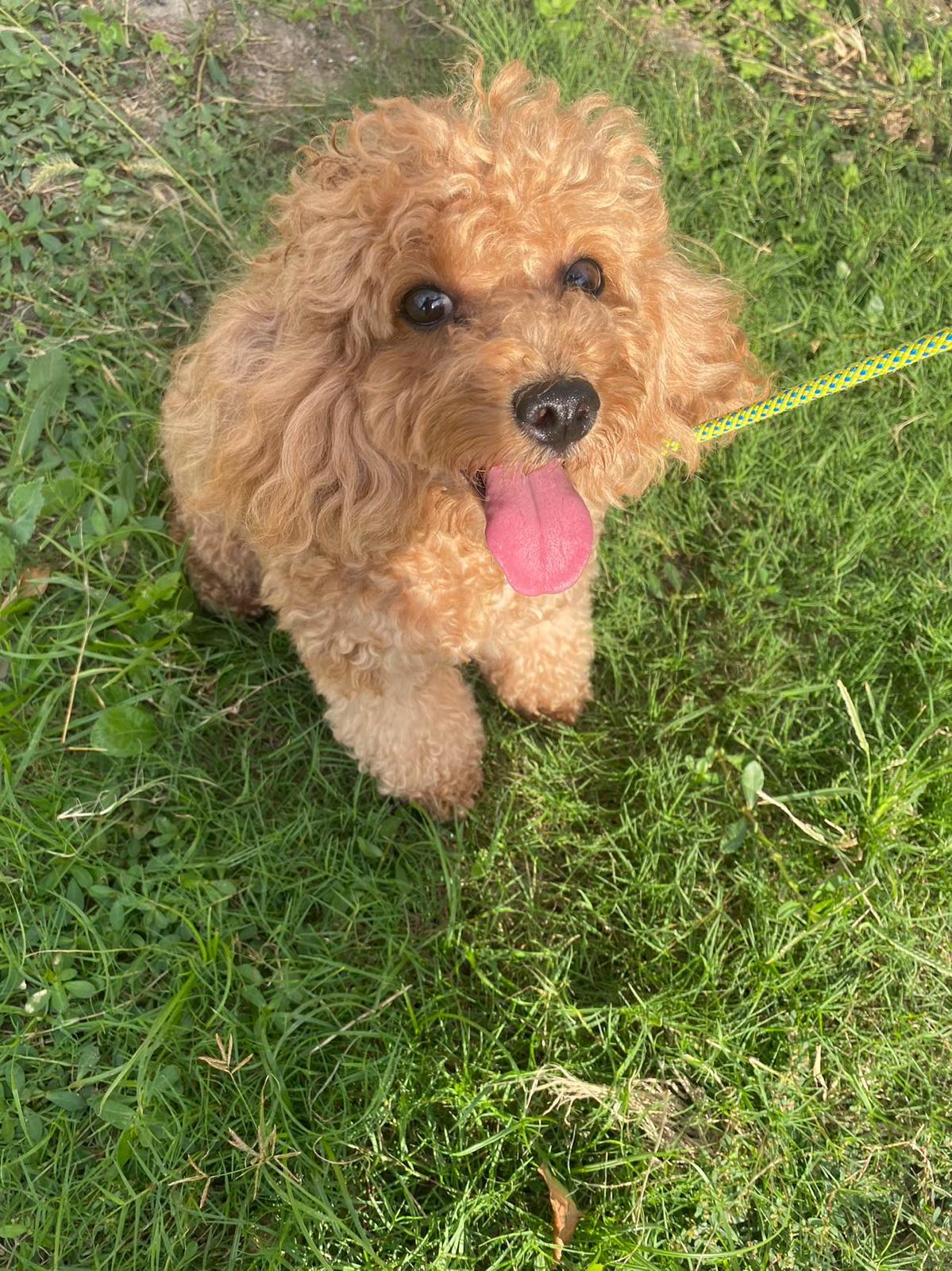 Enlarge Bonnie, an adopted Miniature Poodle in Markham, ON image 3/4