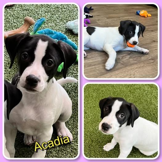Acadia, ADOPTABLE, Puppy Female Pit Bull Terrier.