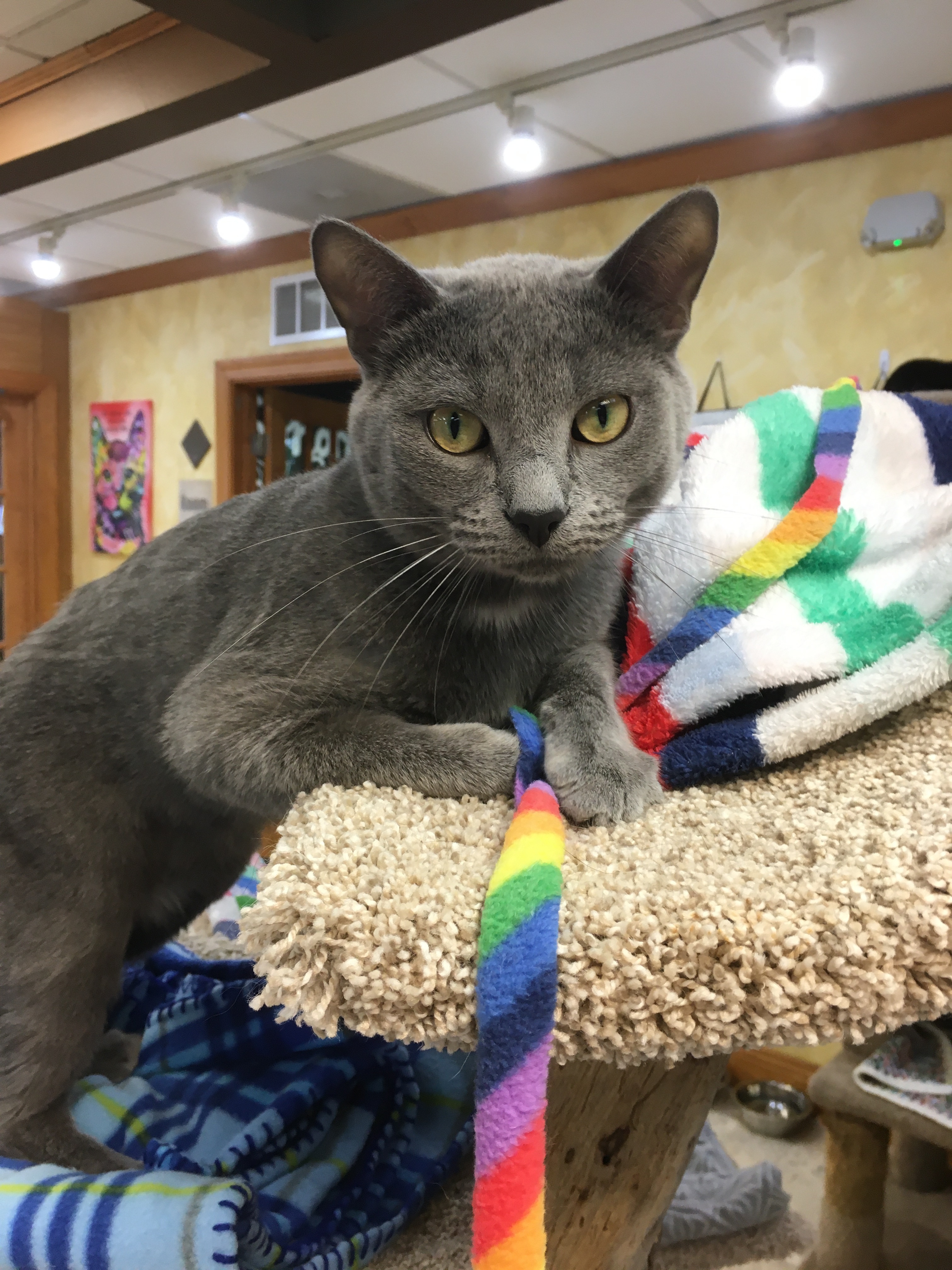 Enlarge Earl, a Adoptable Domestic Short Hair in Crystal Lake, IL image 4/6