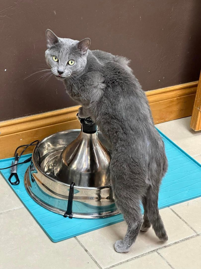 Enlarge Earl, a Adoptable Domestic Short Hair in Crystal Lake, IL image 6/6