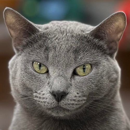 Earl, Adoptable, Adult Male Domestic Short Hair.