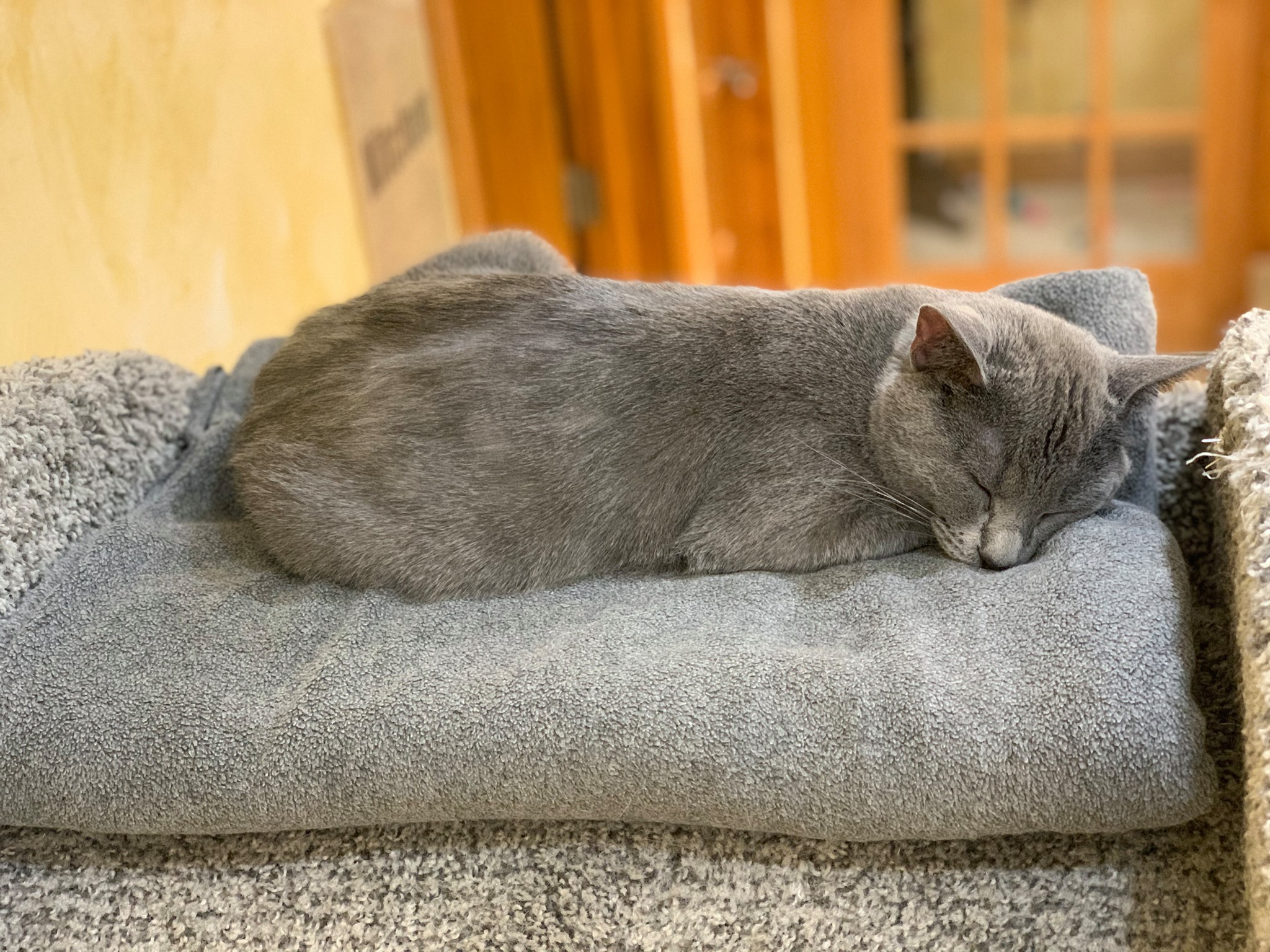 Enlarge Earl, a Adoptable Domestic Short Hair in Crystal Lake, IL image 3/6