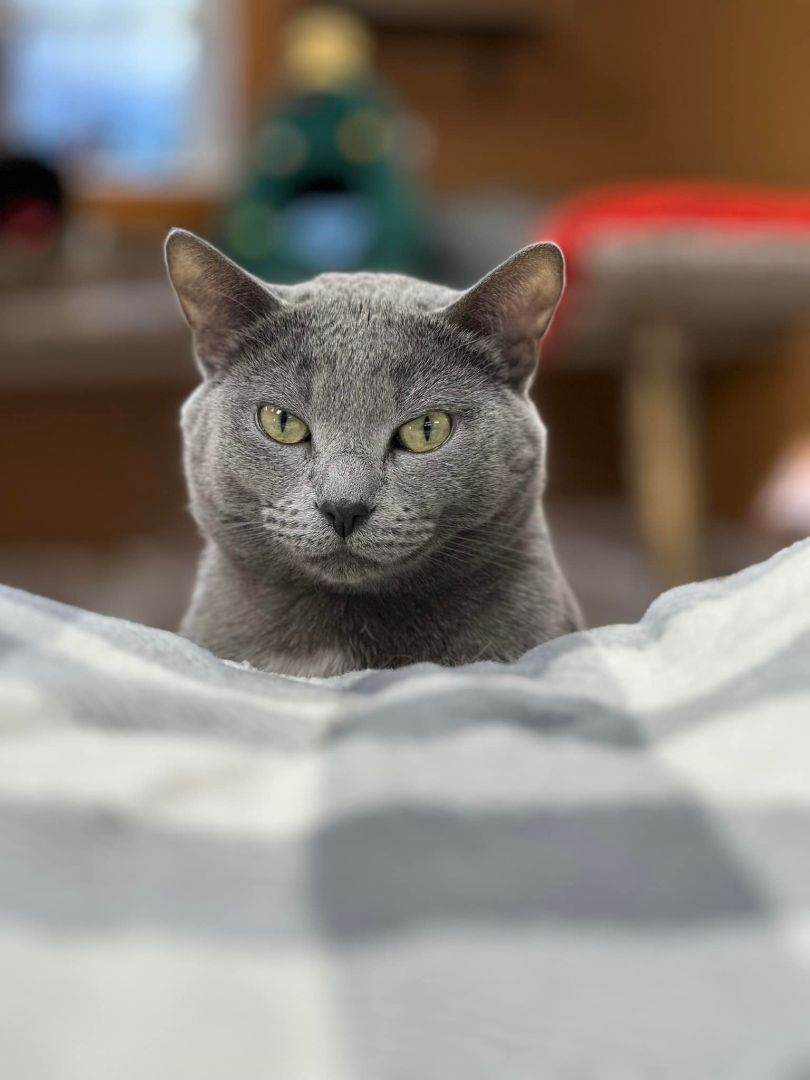 Enlarge Earl, a Adoptable Domestic Short Hair in Crystal Lake, IL image 2/6