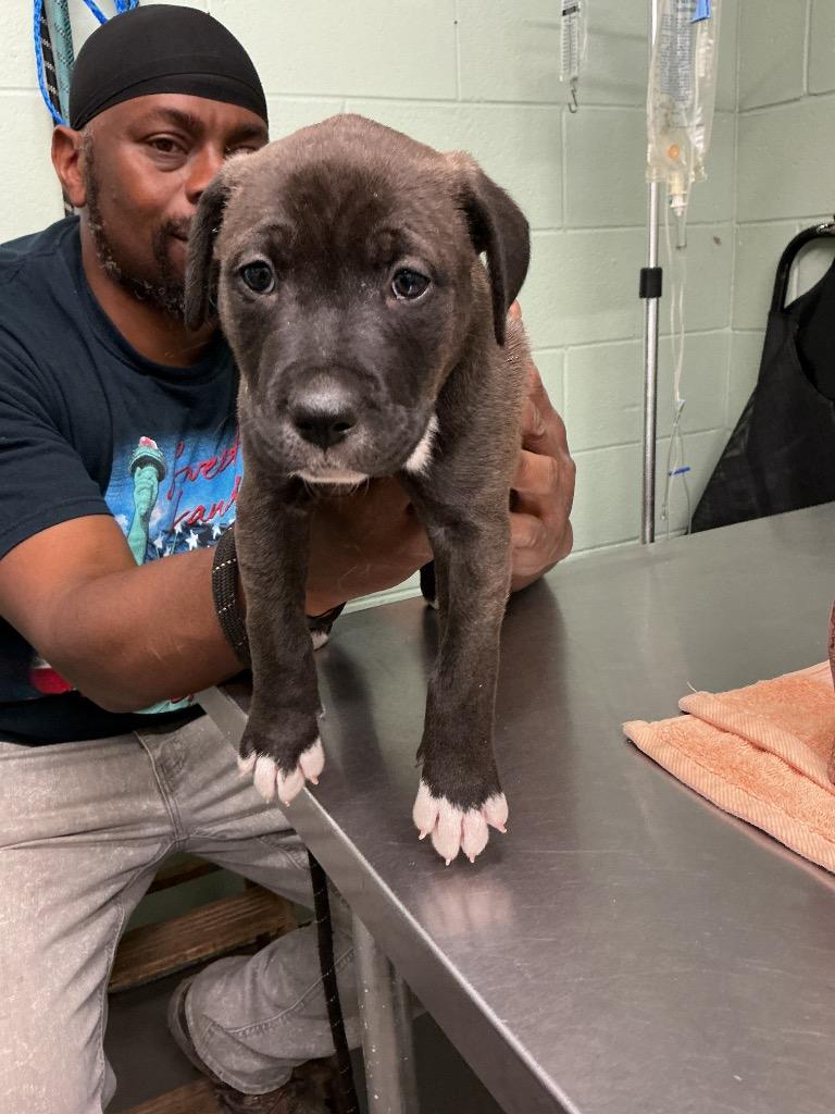 Reggie, Adoptable, Puppy Male Pit Bull Terrier & Mixed Breed.