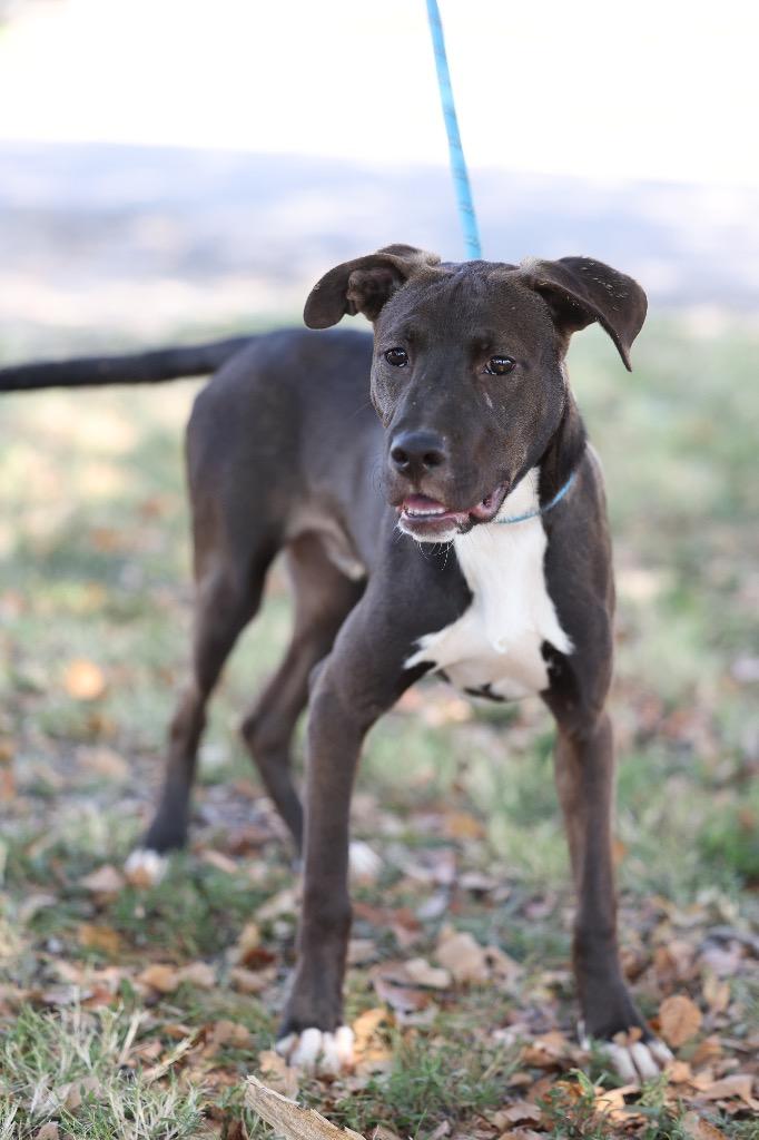 Enlarge Reggie, a Adoptable mixed breed in Dyersburg, TN image 2/4