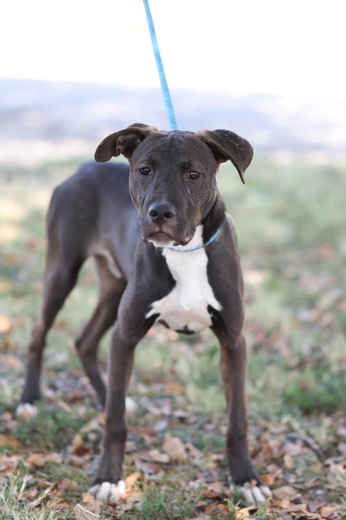 Enlarge Reggie, a Adoptable mixed breed in Dyersburg, TN image 3/4