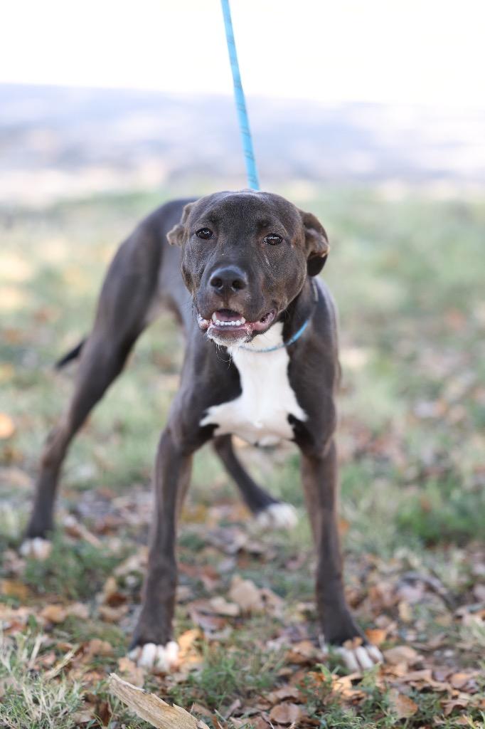 Enlarge Reggie, a Adoptable mixed breed in Dyersburg, TN image 4/4