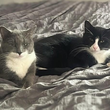 Enlarge Elderberry and Plum, an adopted Domestic Short Hair in Melrose, MA image 4/6