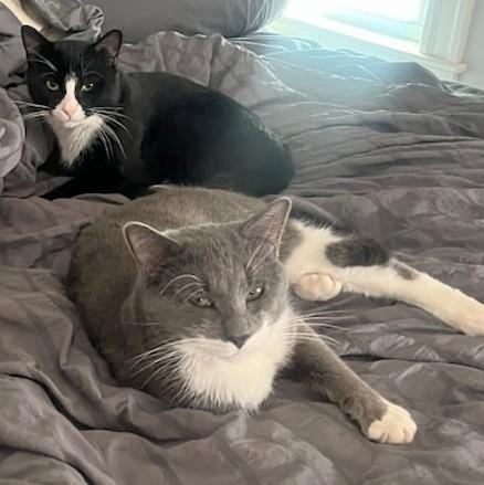 Enlarge Elderberry and Plum, an adopted Domestic Short Hair in Melrose, MA image 1/6