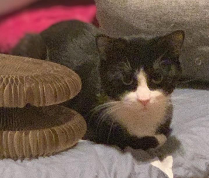 Enlarge Elderberry and Plum, an adopted Domestic Short Hair in Melrose, MA image 6/6