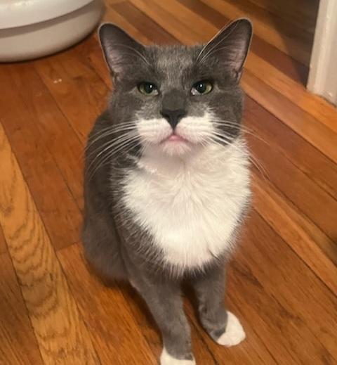 Enlarge Elderberry and Plum, an adopted Domestic Short Hair in Melrose, MA image 3/6