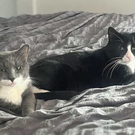 Enlarge Elderberry and Plum, an adopted Domestic Short Hair in Melrose, MA image 2/6