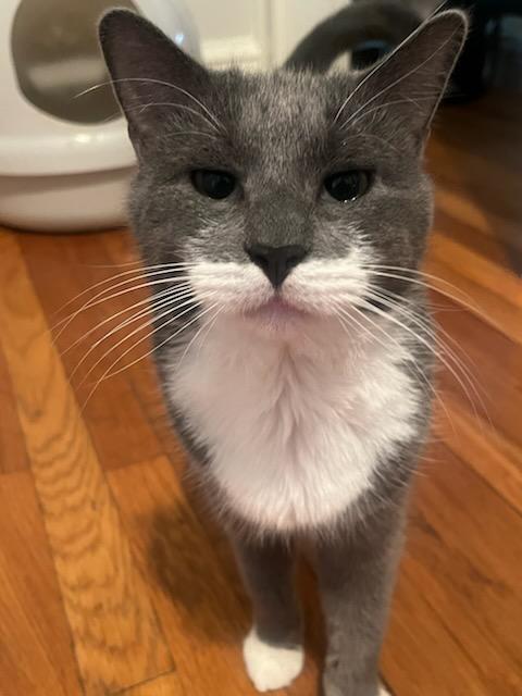 Enlarge Elderberry and Plum, an adopted Domestic Short Hair in Melrose, MA image 5/6