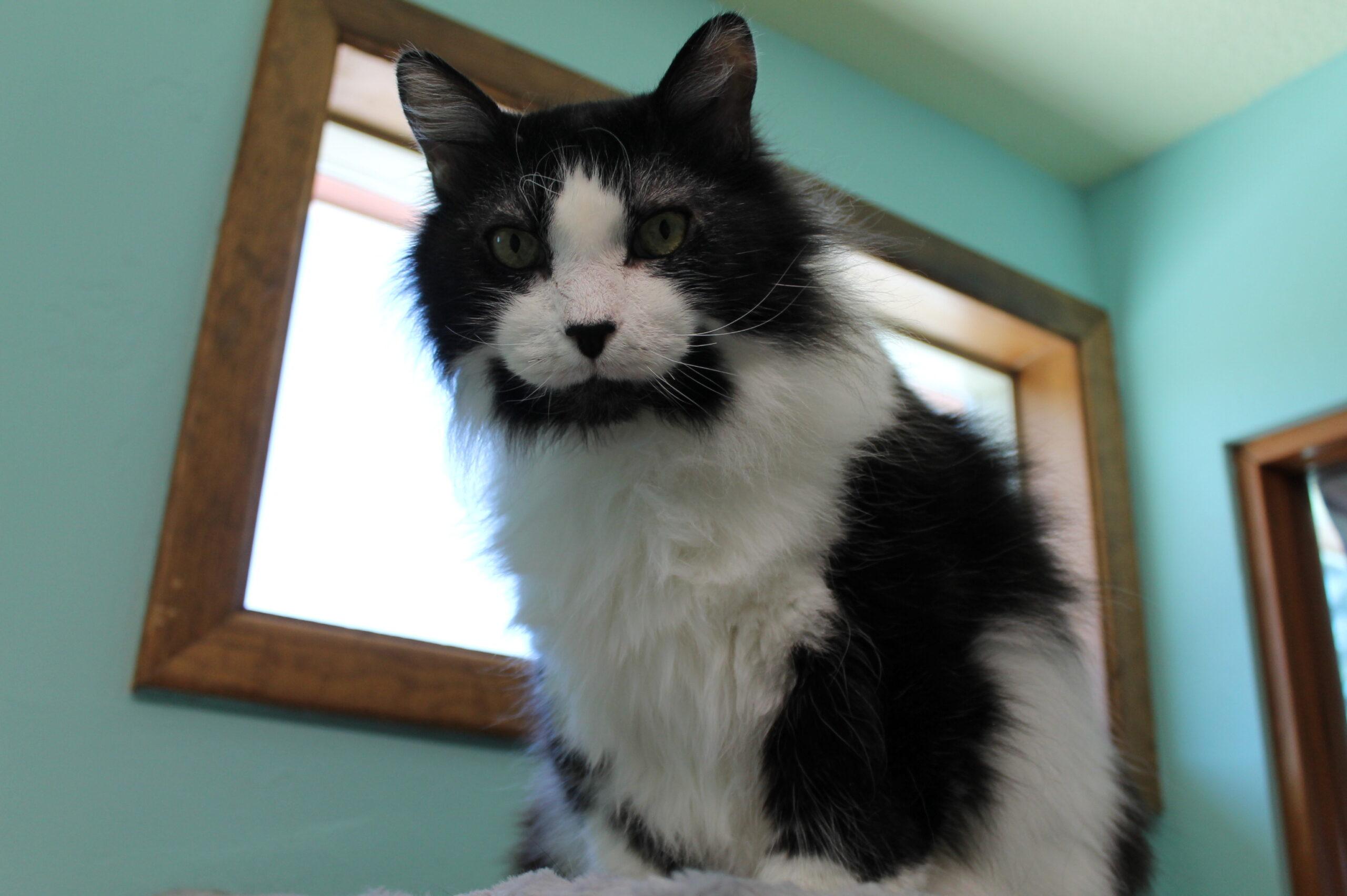 Enlarge Scruffy, a ADOPTABLE mixed breed in McCall, ID image 1/2