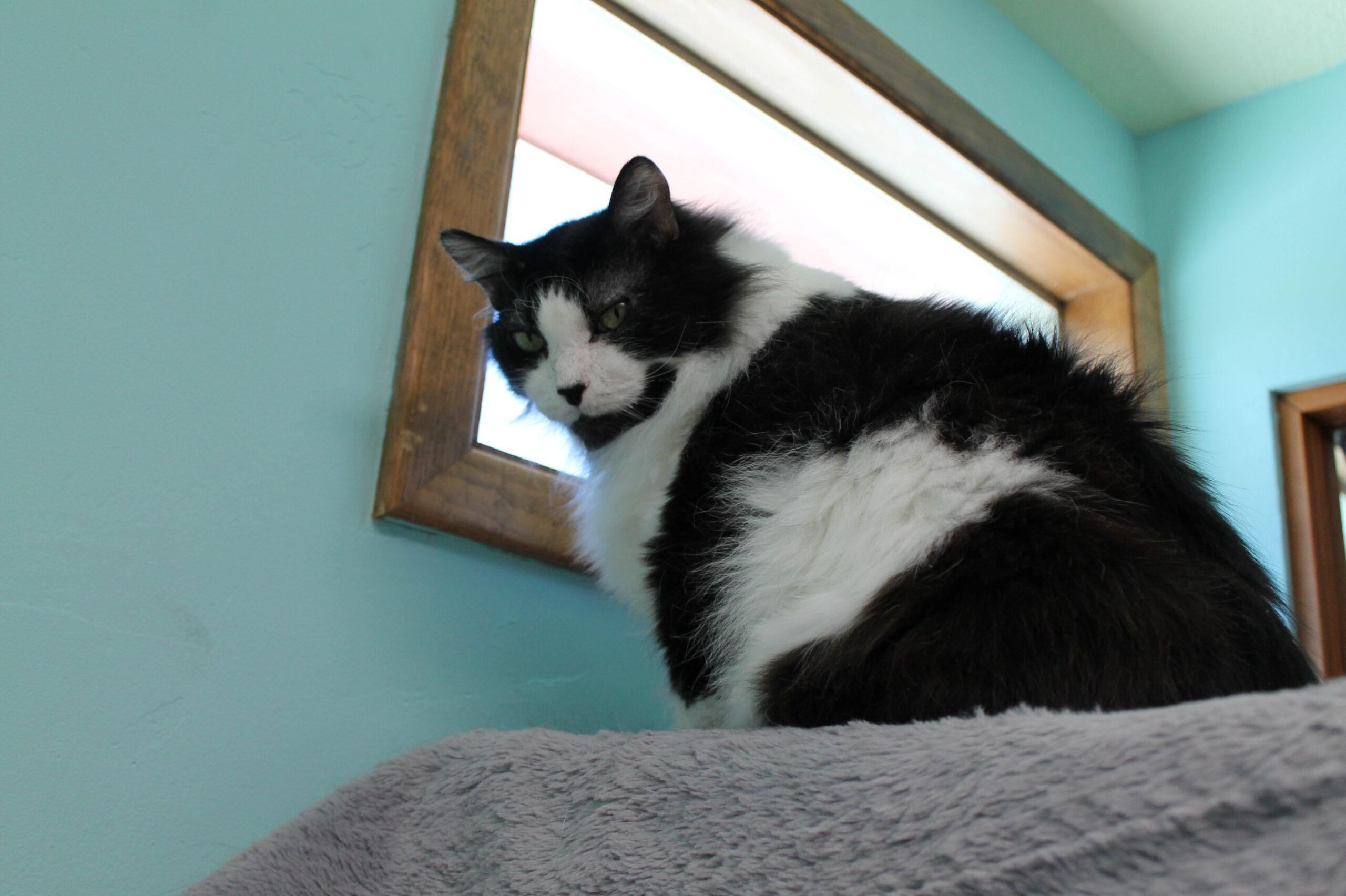 Enlarge Scruffy, a ADOPTABLE mixed breed in McCall, ID image 2/2