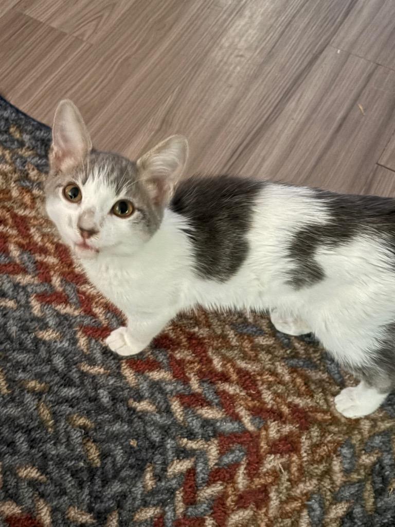Tangelo, Adoptable, Kitten Male Domestic Short Hair.