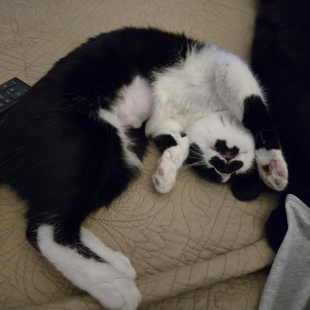 Mustache INDOOR ONLY, a Adoptable mixed breed in Stockton, CA image 1/4