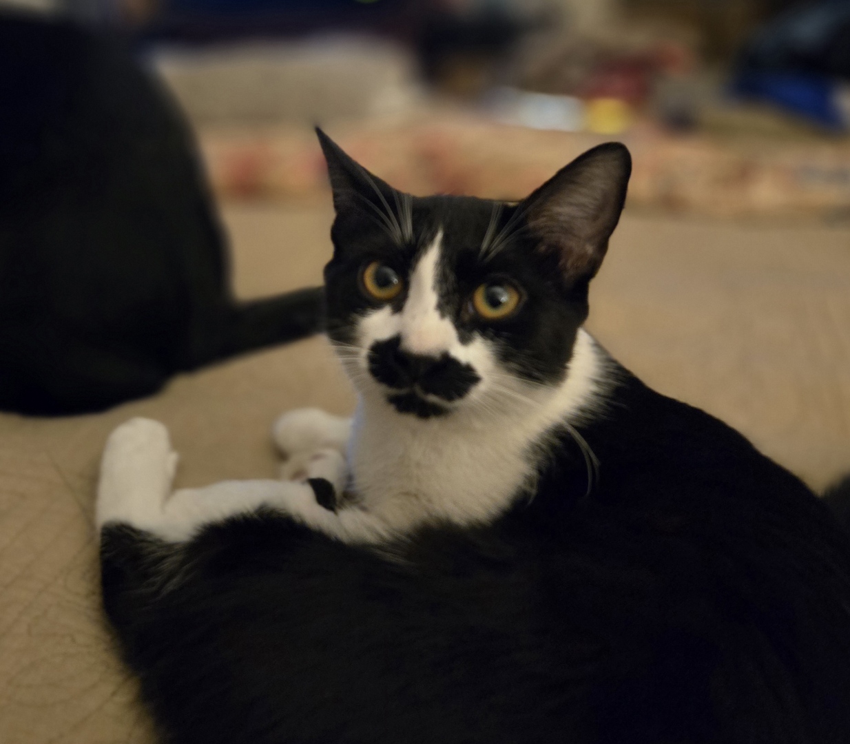 Mustache INDOOR ONLY, a Adoptable mixed breed in Stockton, CA image 2/4