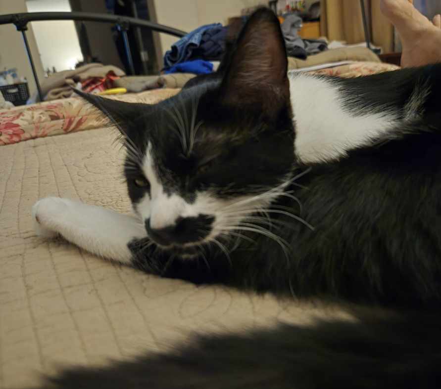 Mustache INDOOR ONLY, a Adoptable mixed breed in Stockton, CA image 3/4