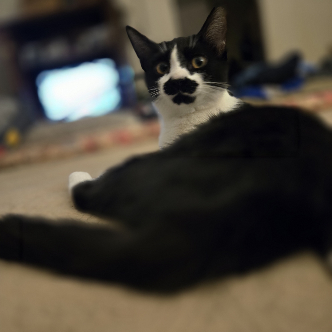 Mustache INDOOR ONLY, a Adoptable mixed breed in Stockton, CA image 4/4