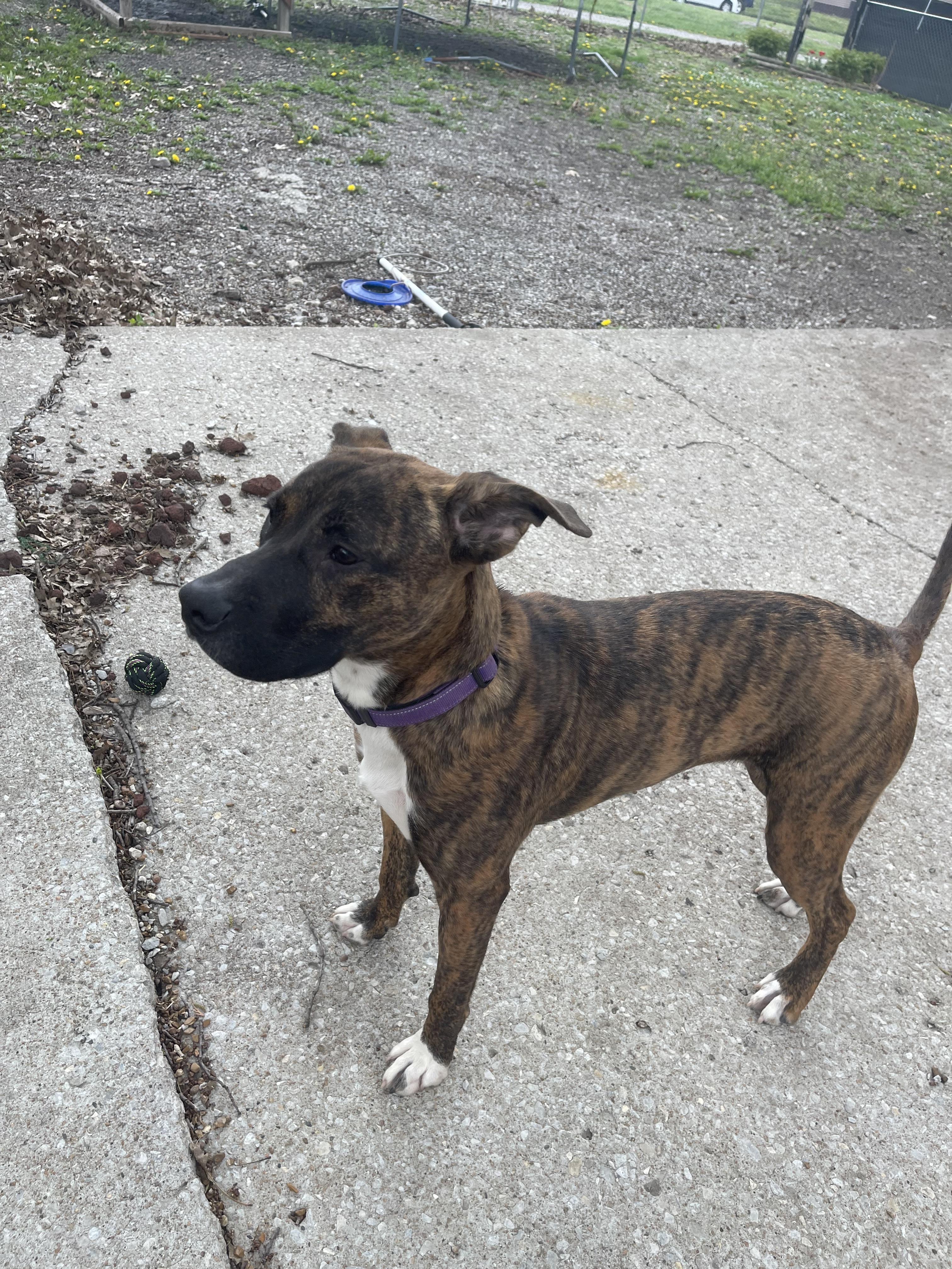 Enlarge Piper, a ADOPTABLE mixed breed in Marshall, MO image 1/2