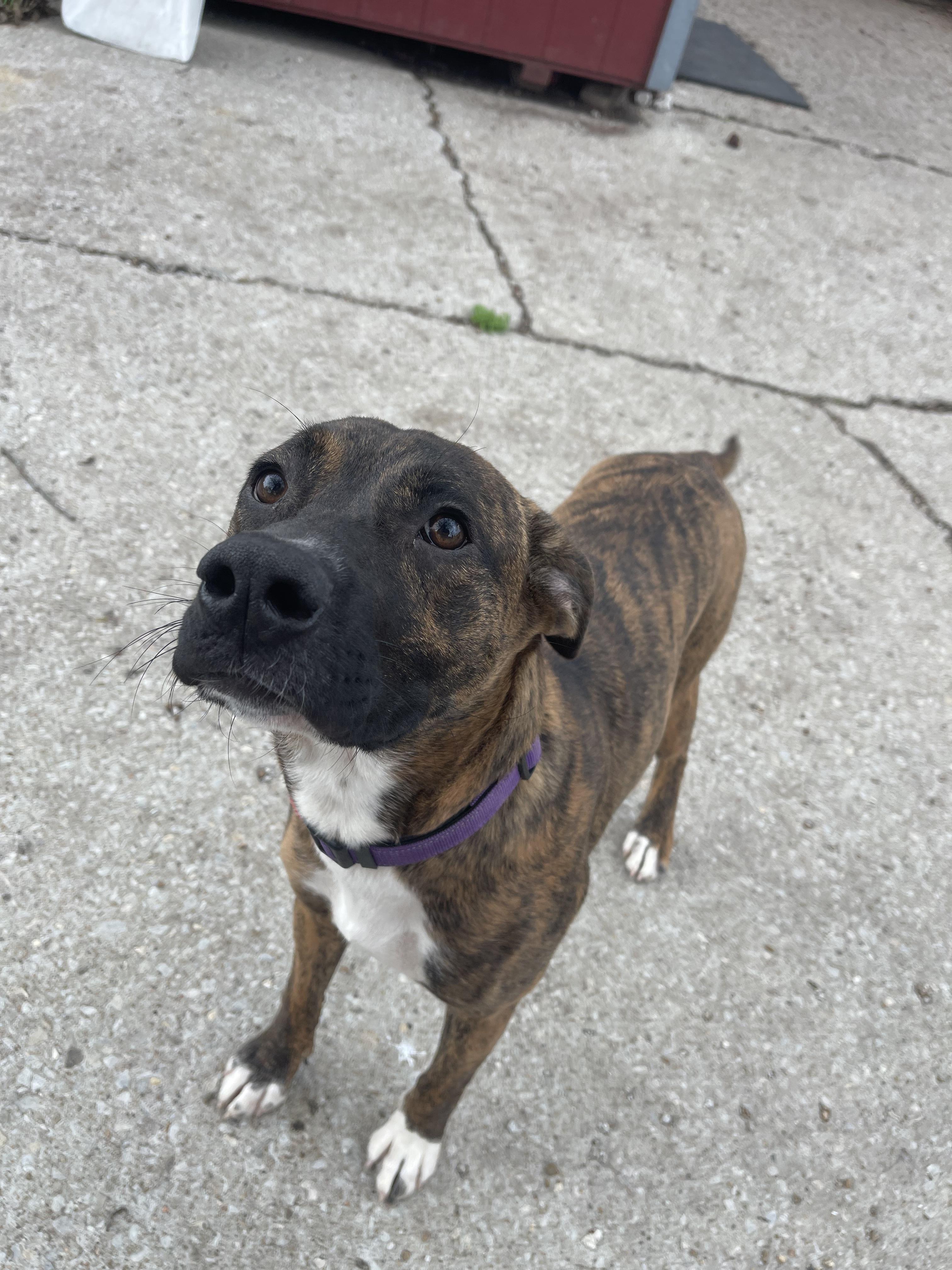 Enlarge Piper, a ADOPTABLE mixed breed in Marshall, MO image 2/2