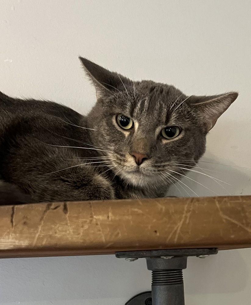 Al, Adoptable, Adult Male Domestic Short Hair.