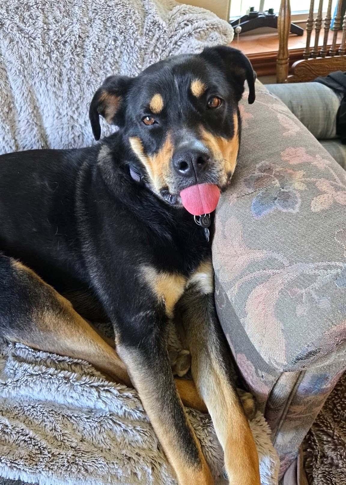 Enlarge Awarra, a Adoptable mixed breed in West Richland, WA image 2/6