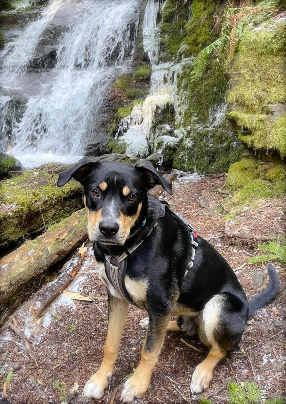 Enlarge Awarra, a Adoptable mixed breed in West Richland, WA image 3/6