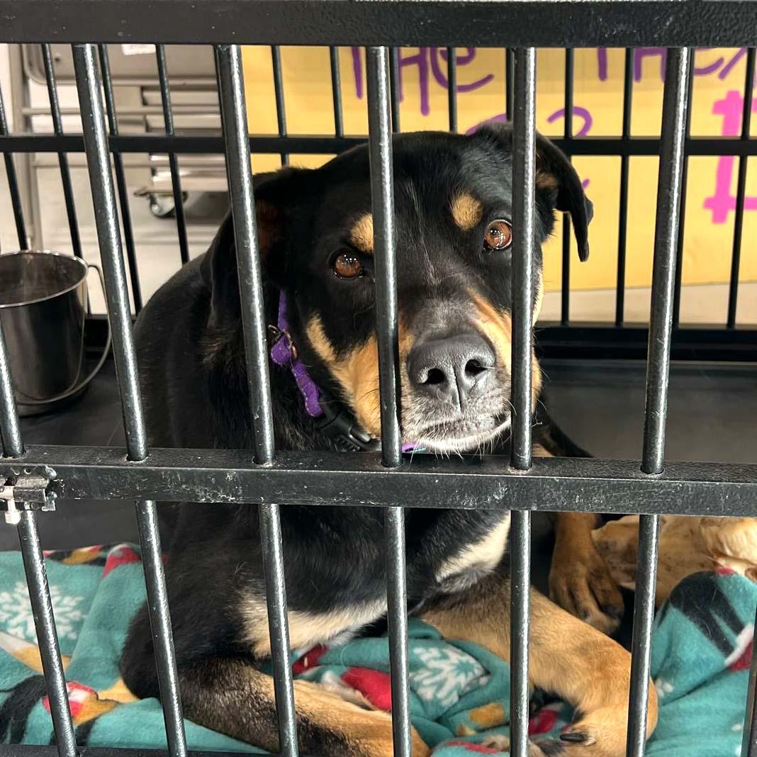 Enlarge Awarra, a Adoptable mixed breed in West Richland, WA image 4/6