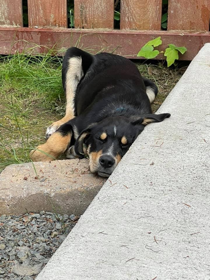 Enlarge Awarra, a Adoptable mixed breed in West Richland, WA image 5/6