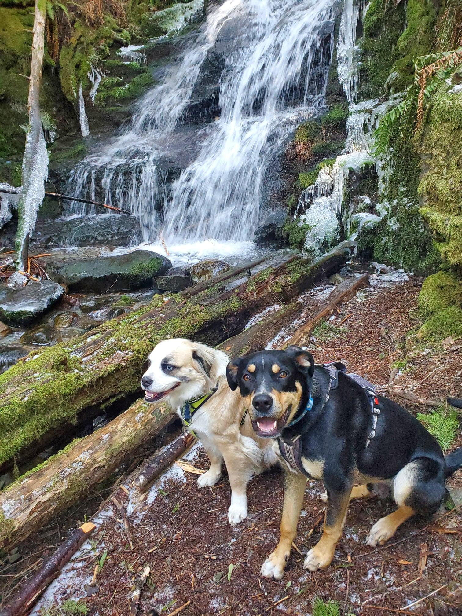 Enlarge Awarra, a Adoptable mixed breed in West Richland, WA image 6/6