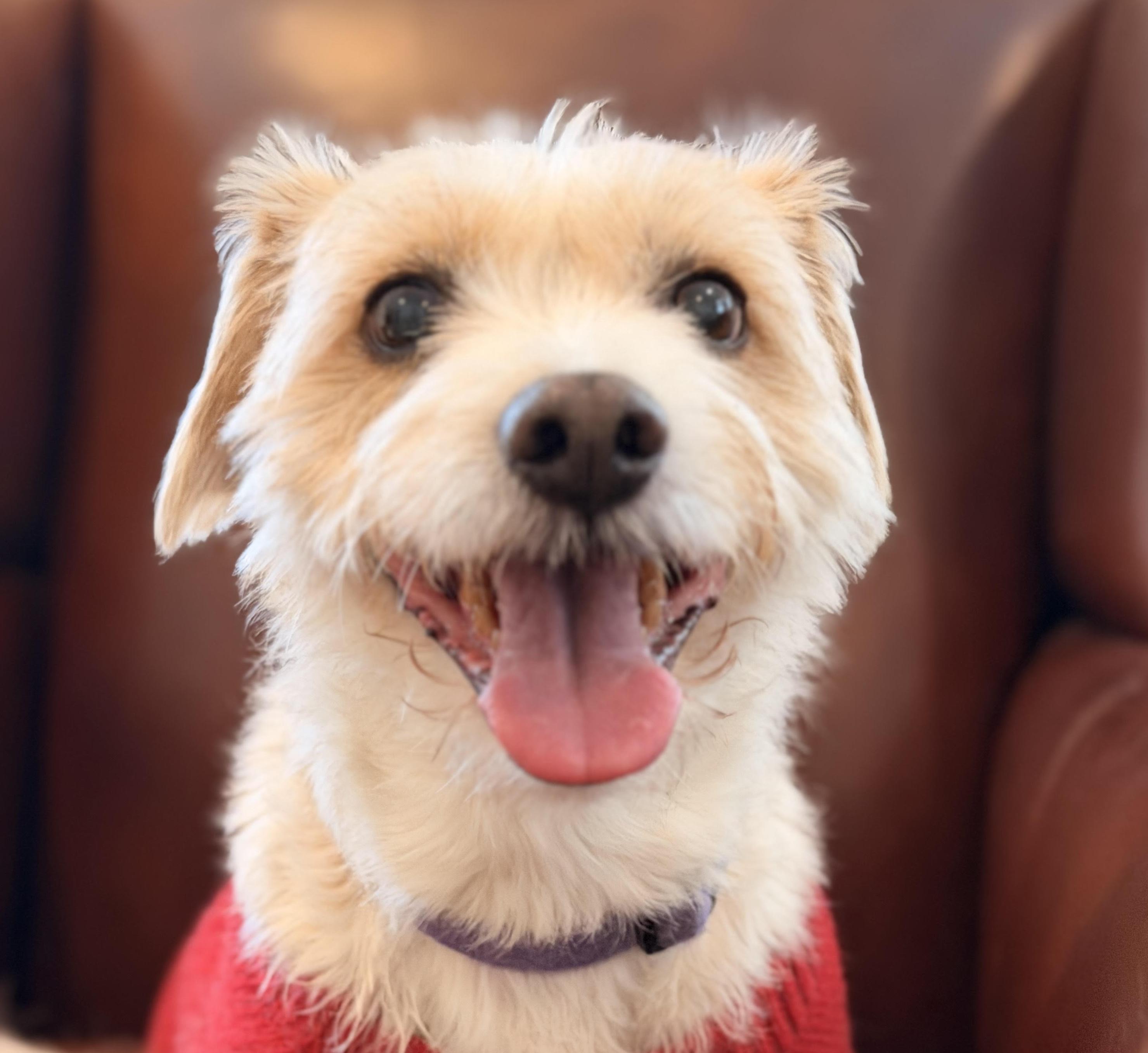 Enlarge Google, an adopted mixed breed in Cumming, GA image 1/4