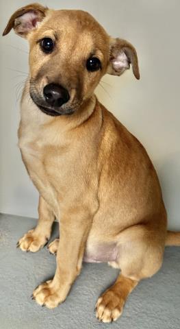 Enlarge A251666, a Adoptable mixed breed in Visalia, CA image 1/1