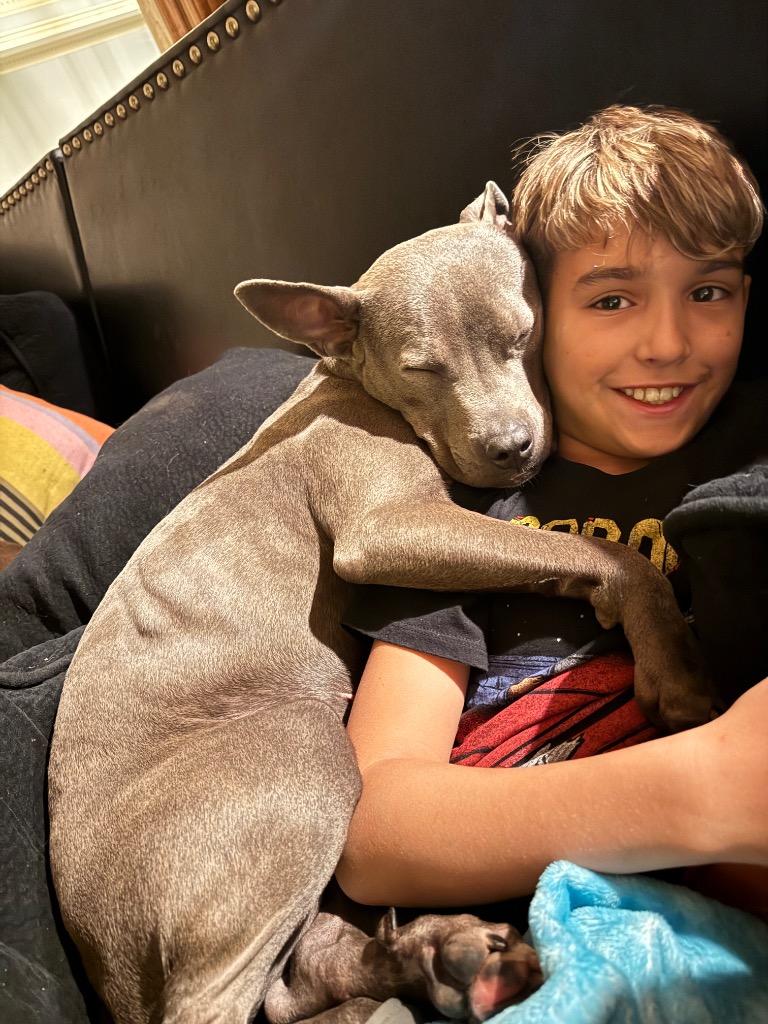 Moon Pie aka Cricket, Adoptable, Young Female American Staffordshire Terrier.