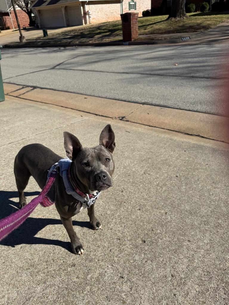 Moon Pie aka Cricket, a Adoptable mixed breed in Mustang, OK image 2/5