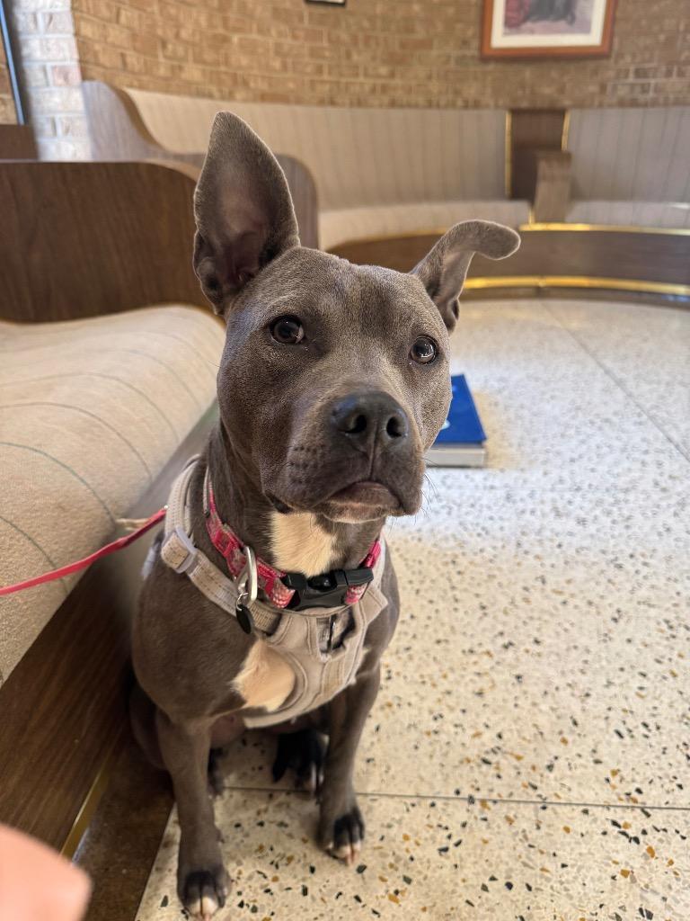 Moon Pie aka Cricket, a Adoptable mixed breed in Mustang, OK image 4/5