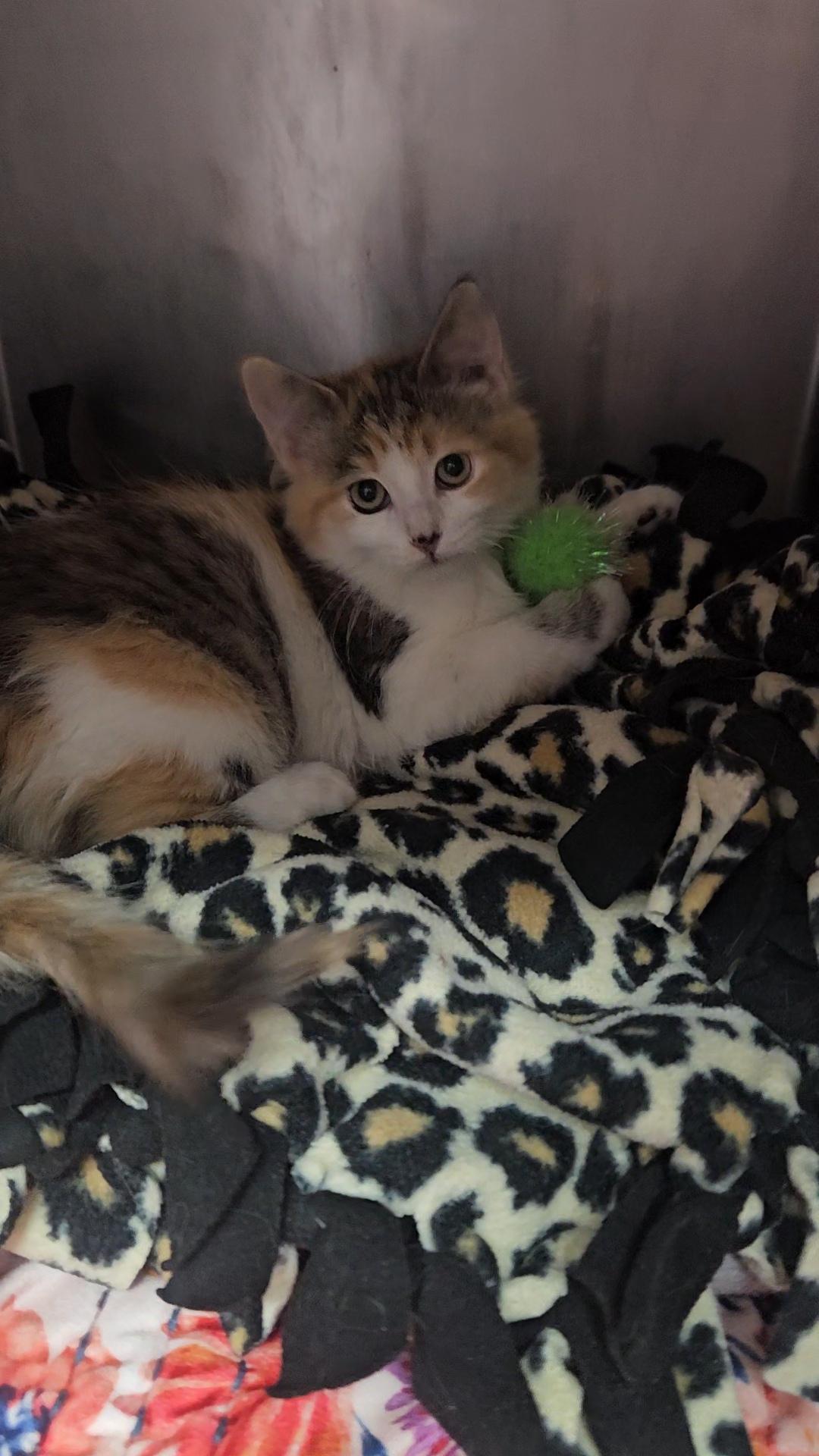 Cake, Adopted, Young Female Domestic Medium Hair.