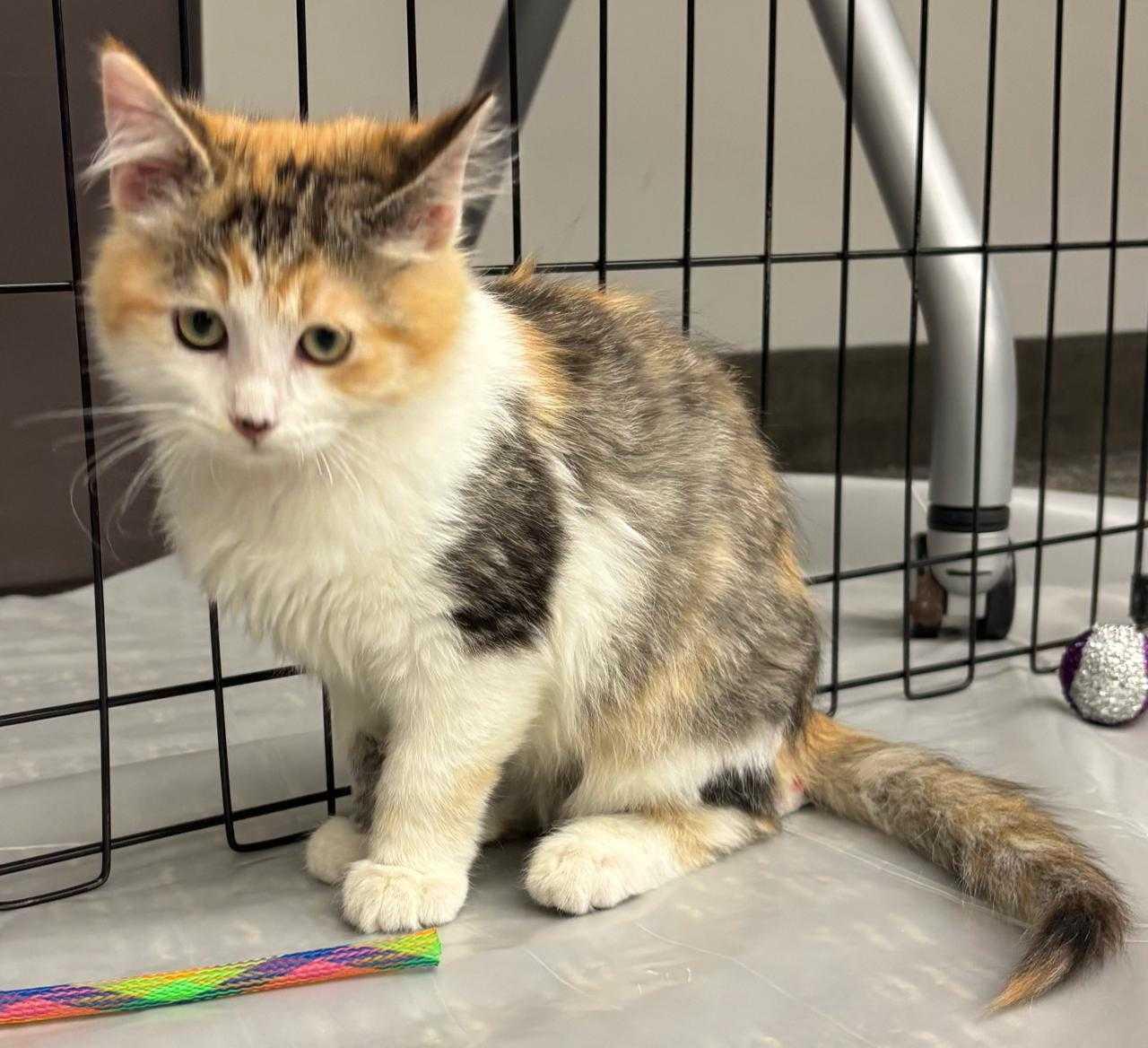 Cake, a Adopted mixed breed in Lakewood, CO image 2/6