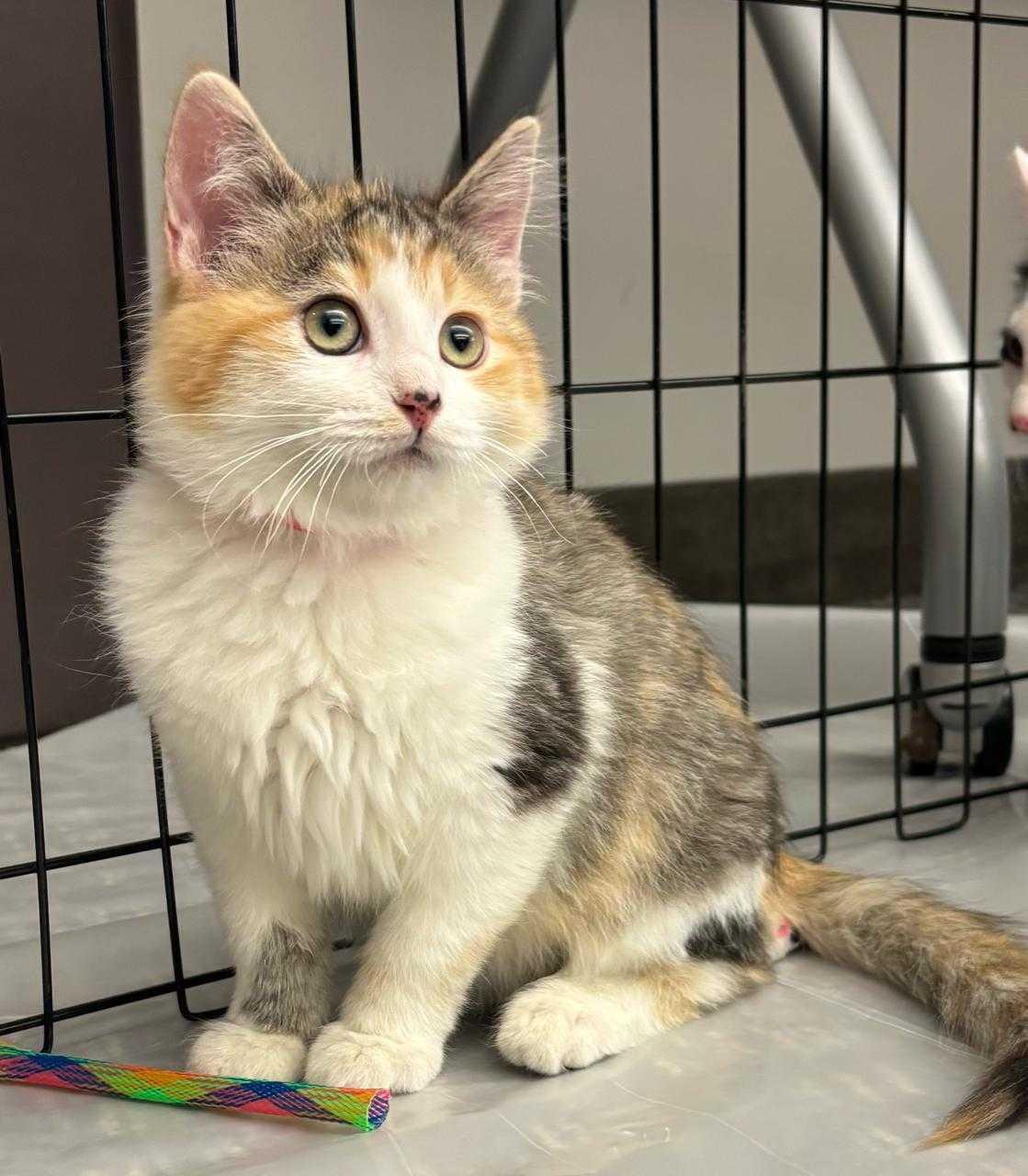 Cake, a Adopted mixed breed in Lakewood, CO image 3/6