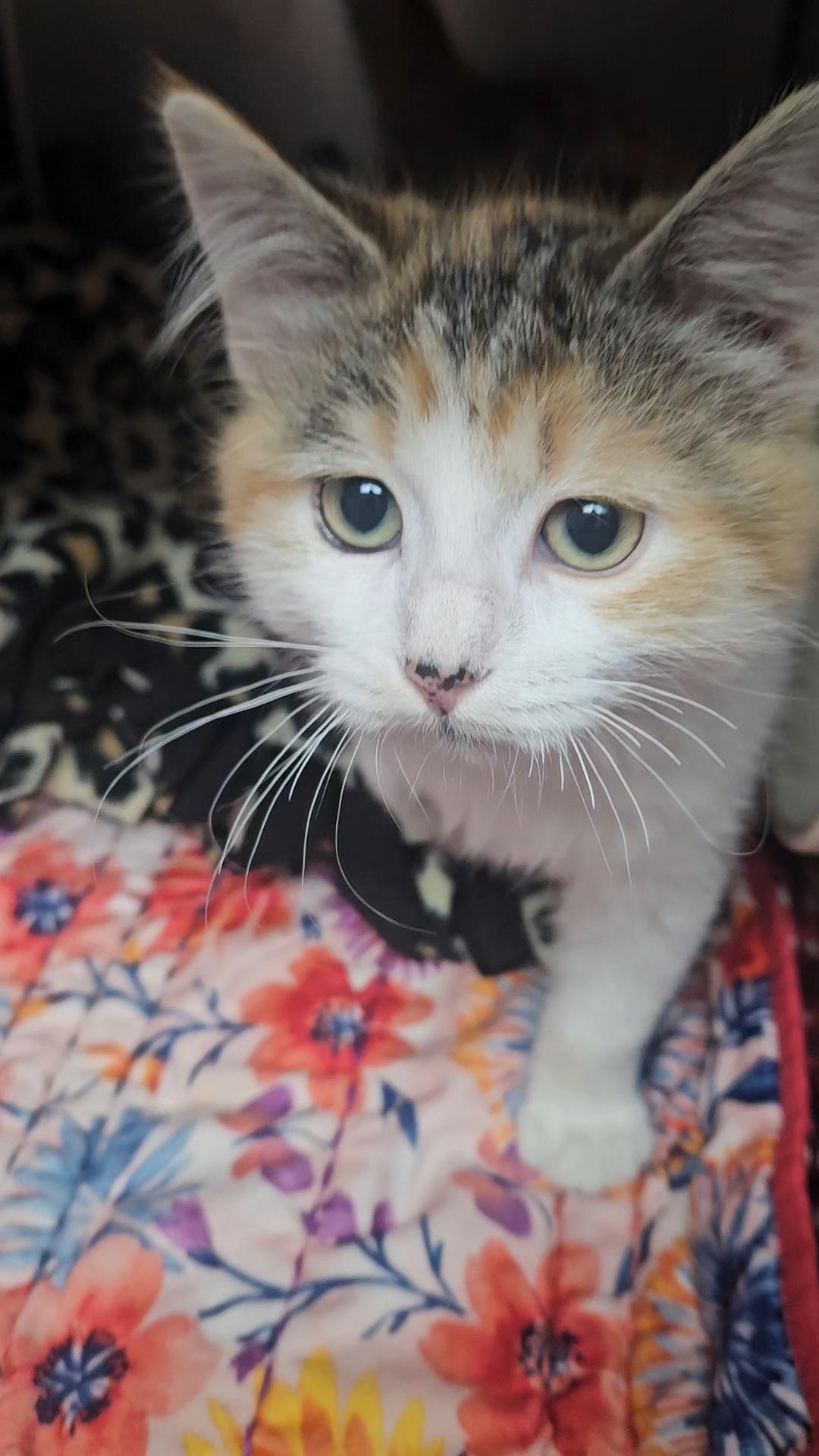 Cake, a Adopted mixed breed in Lakewood, CO image 4/6