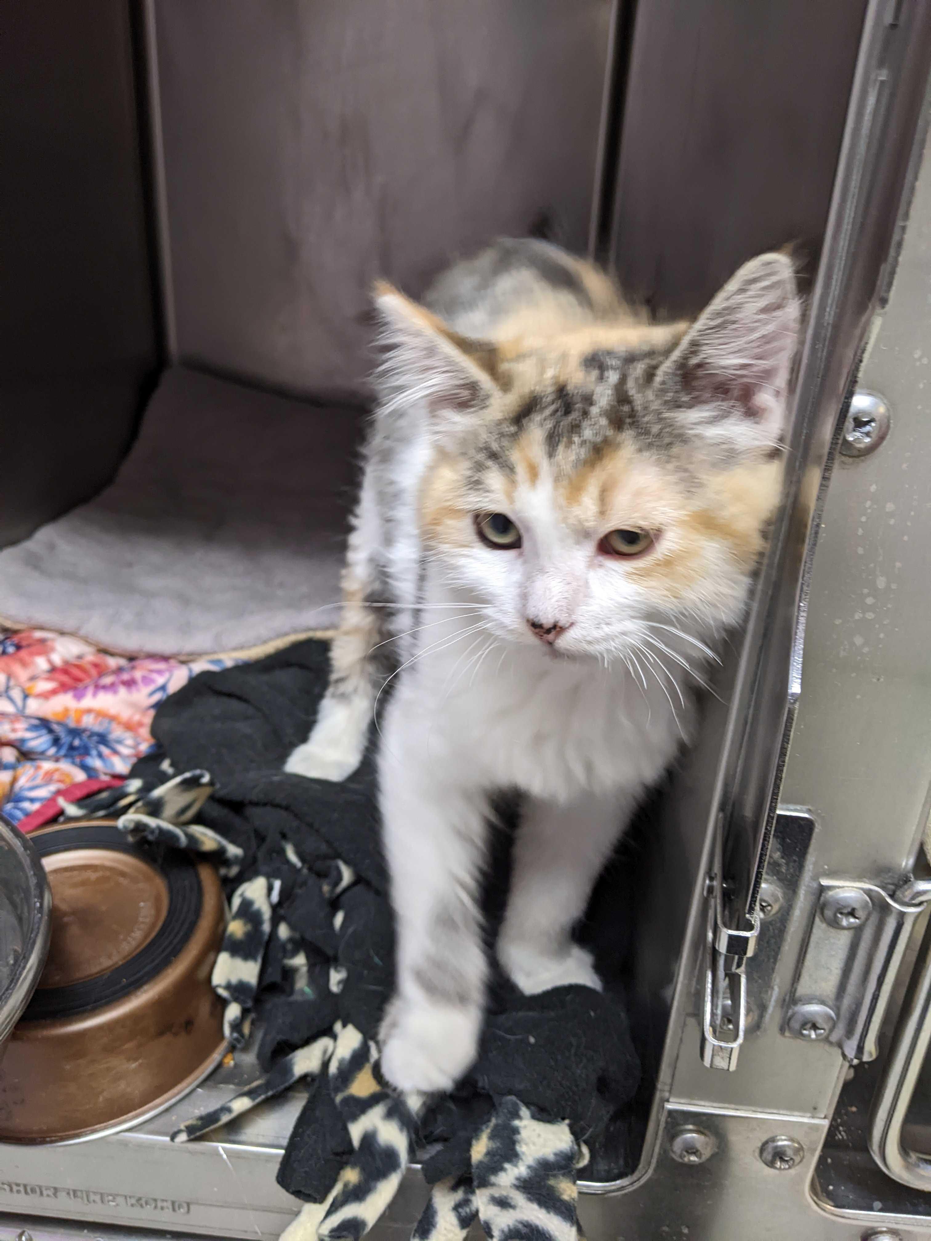 Cake, a Adopted mixed breed in Lakewood, CO image 5/6