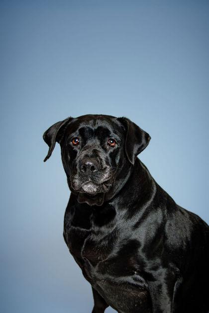 Wilma, a Adoptable mixed breed in Knoxville, TN image 2/4