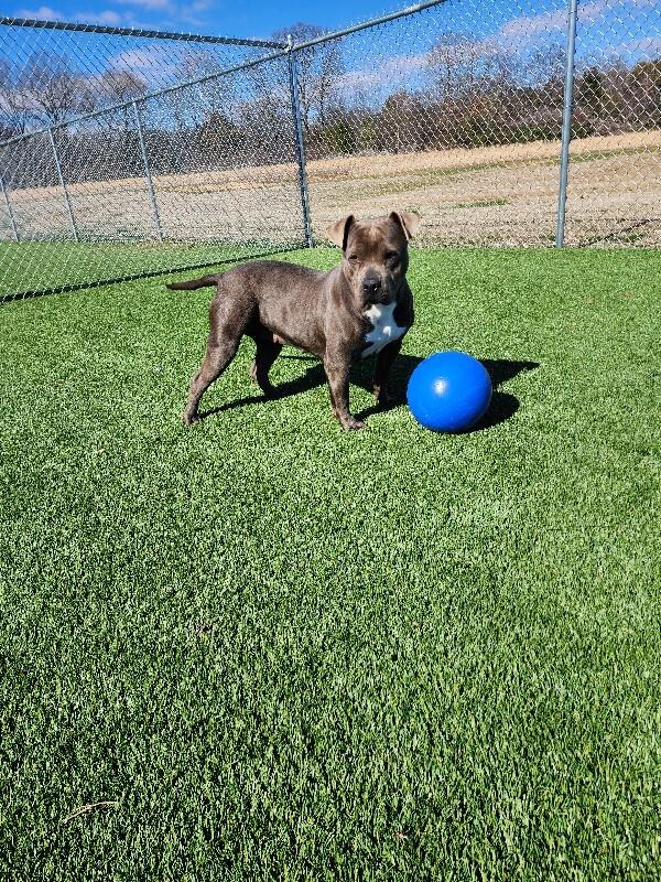 Baby, Adoptable, Adult Female American Bulldog & Mixed Breed.